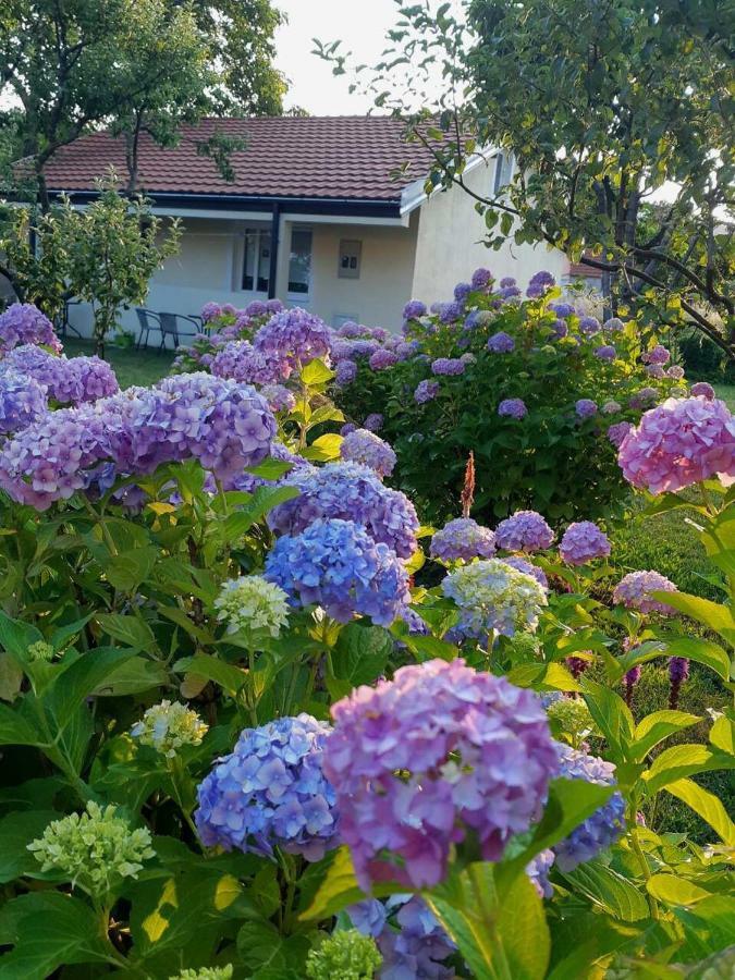 Cvjetni Apartmani Cetinje Exteriör bild
